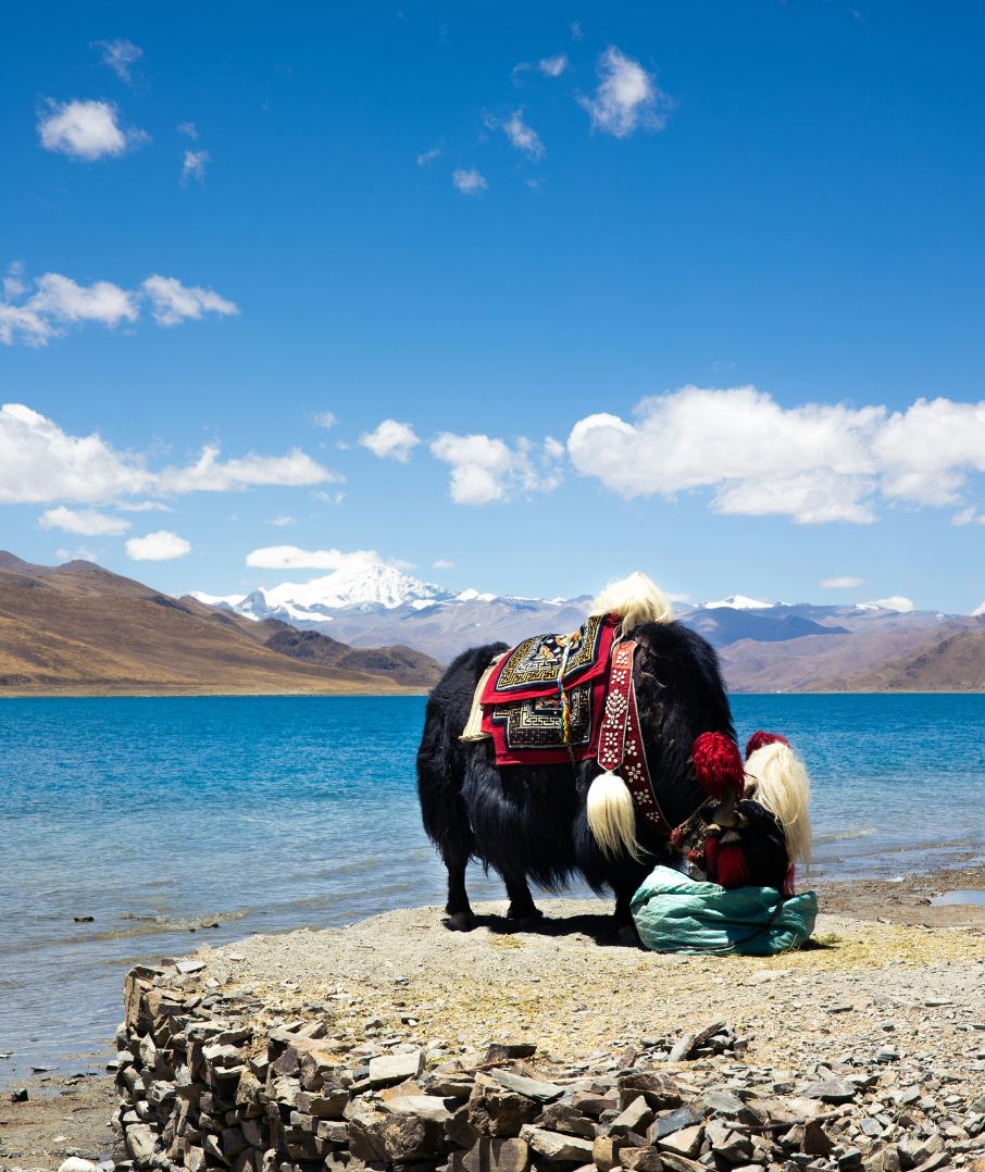 Go Tibet Now